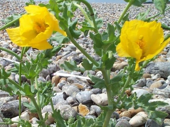 Vegetated shingle showing yellow horned poppy growing in the shingle, Selsey
