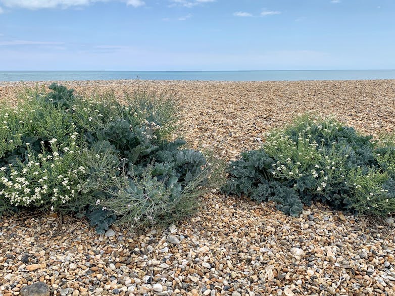 Flowering Sea Kale Flowering Sea Kale growing from the shingle, Selsey