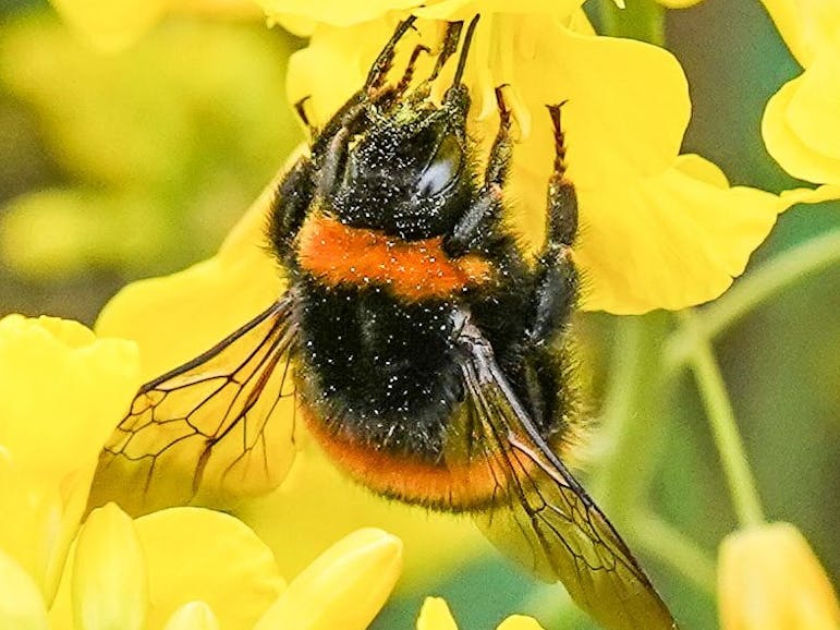 Bee gathering necter coutesy of Coastal JJ Bee on a yellow flower, Selsey