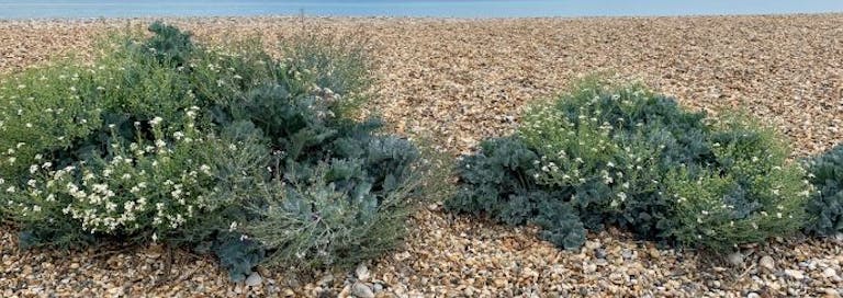 Flowering Sea Kale growing from the shingle, Selsey
