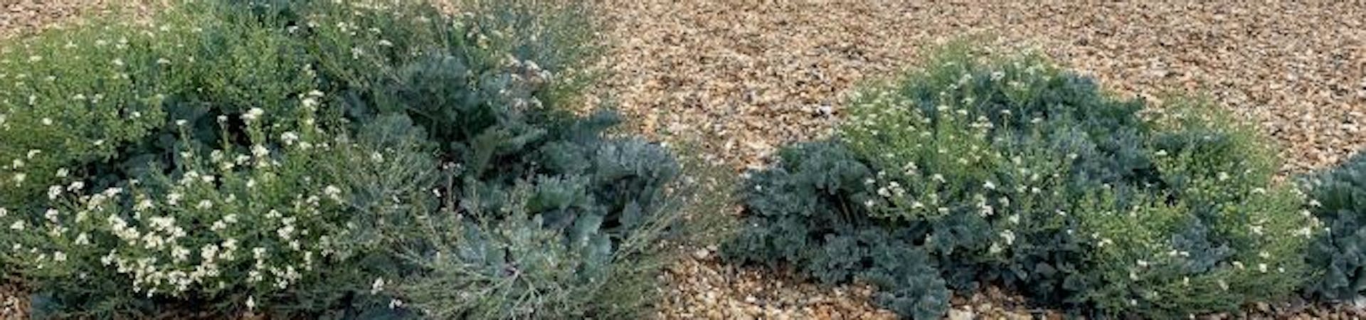 Flowering Sea Kale growing from the shingle, Selsey