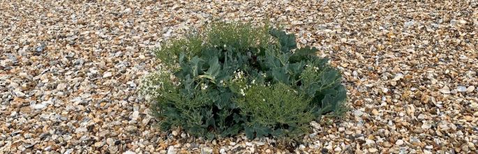 Sea Kale growing through the shingle, Selsey