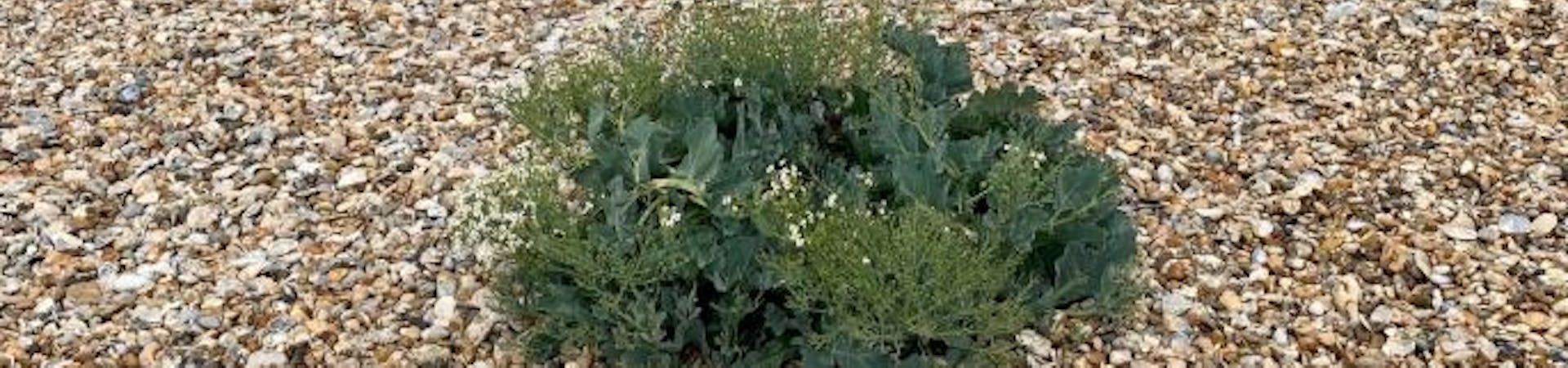 Sea Kale growing through the shingle, Selsey