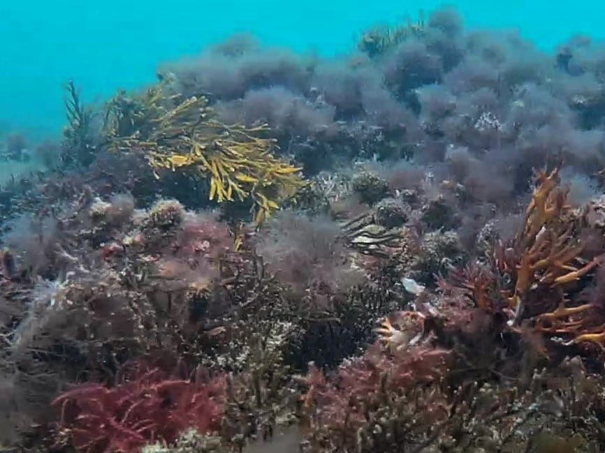 Different colours of coral in the water off the coat of Selsey