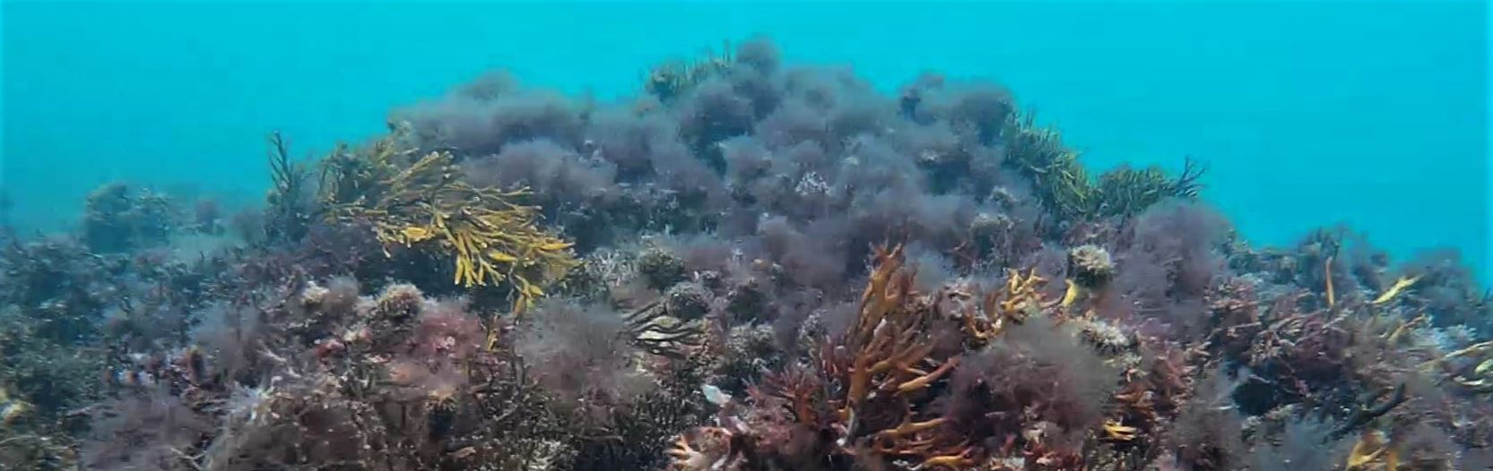 Coral swaying in the waves in the sea at Selsey