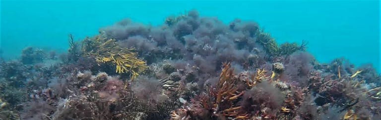 Coral swaying in the waves in the sea at Selsey