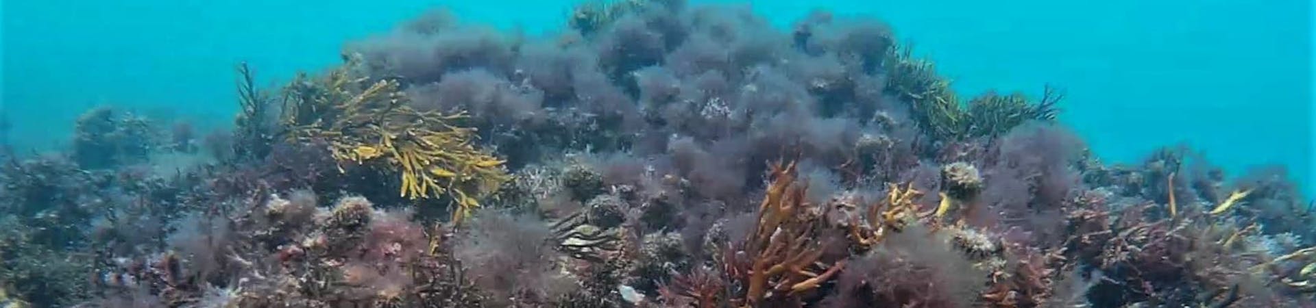 Coral swaying in the waves in the sea at Selsey