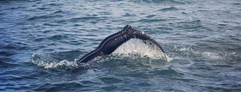 Flippers raised as Anya Frampton from Mulberry Divers disappears beneath the waves in Selsey