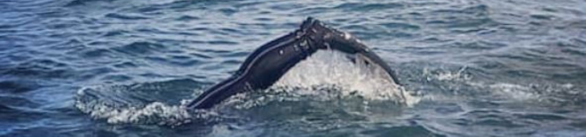 Flippers raised as Anya Frampton from Mulberry Divers disappears beneath the waves in Selsey