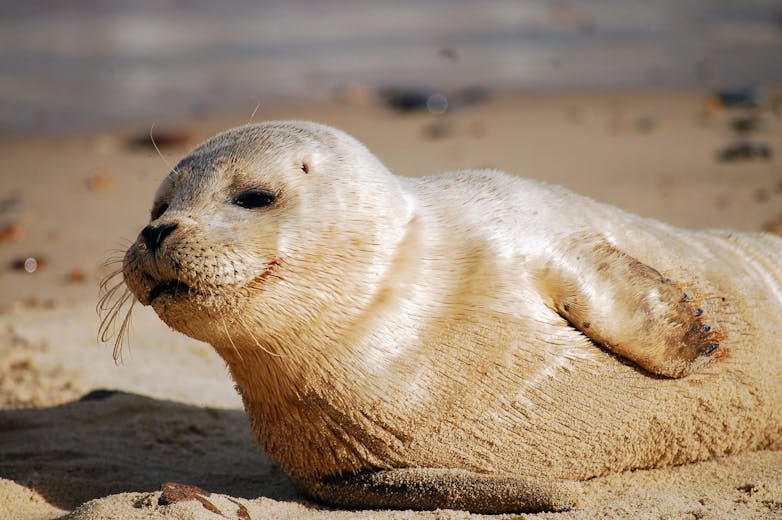 Seal Pup smiling in the sunshine, courtesy of Amy Asher on UpSplash A white seal pup smiles as it lays in the sun on a sandy beach