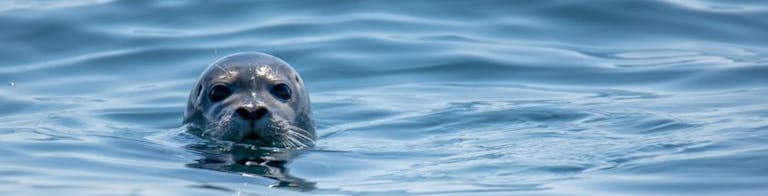 The head of a Grey Seal just peeps above the waves