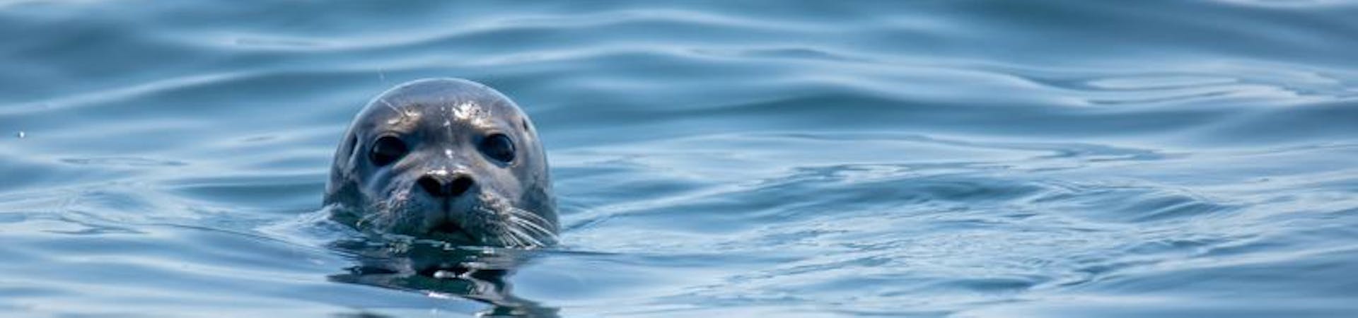 The head of a Grey Seal just peeps above the waves