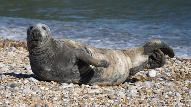 A typical 'banana' shaped common seal on East Beach. courtesy of Coastal JJ. Common seal lifting it's head and tail to create a 'banana' shape