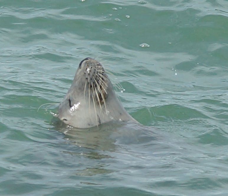 Lying back to absorb the sun! Photograph courtesy of Coastal JJ. A seal lies back in the water with it's nose to the sun.