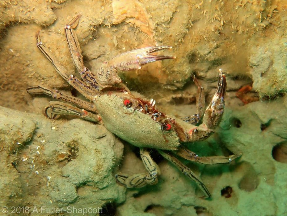 Velvet Swimming Crab, courtesy of Alison Fuller Shapcott