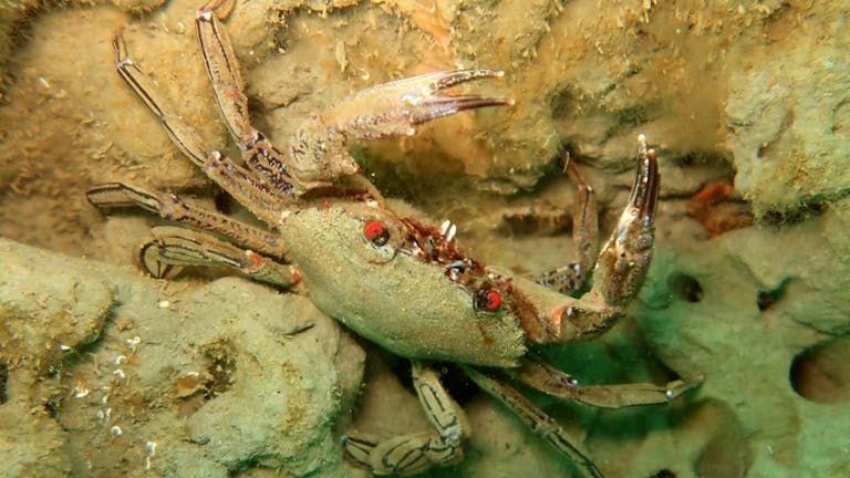Velvet Swimming Crab, courtesy of Alison Fuller Shapcott