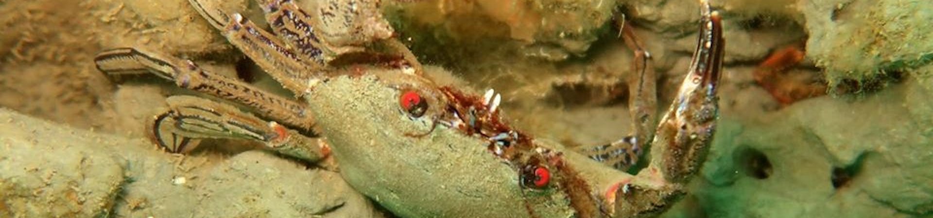 Velvet Swimming Crab, courtesy of Alison Fuller Shapcott
