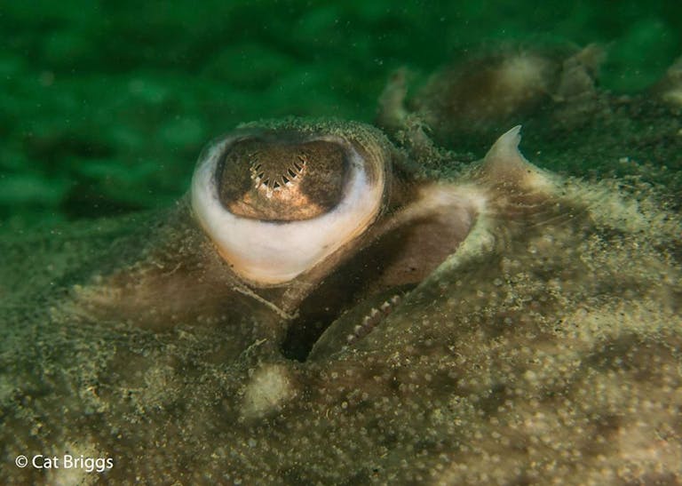 Thornback Eyes and Breathing Holes, courtesy of Cat Briggs Thornback Eyes and Breathing Holes, courtesy of Cat Briggs