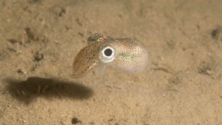 Little Cuttlefish- Sepiola atlantica, courtesy of Steve Trewhella 