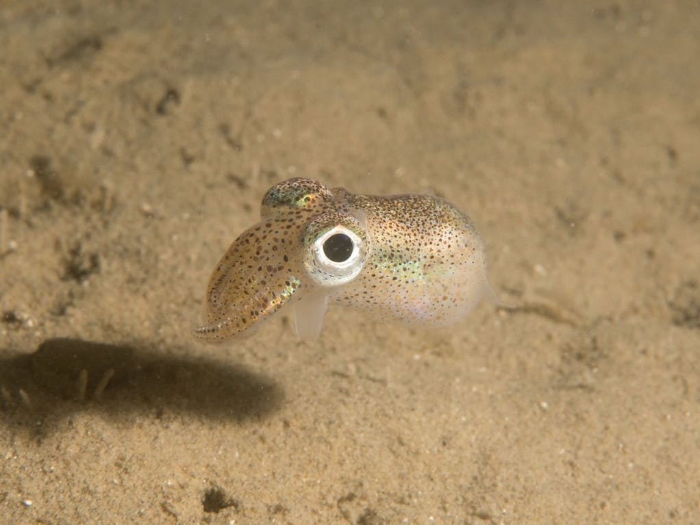 Little Cuttlefish- Sepiola atlantica, courtesy of  Steve Trewhella 