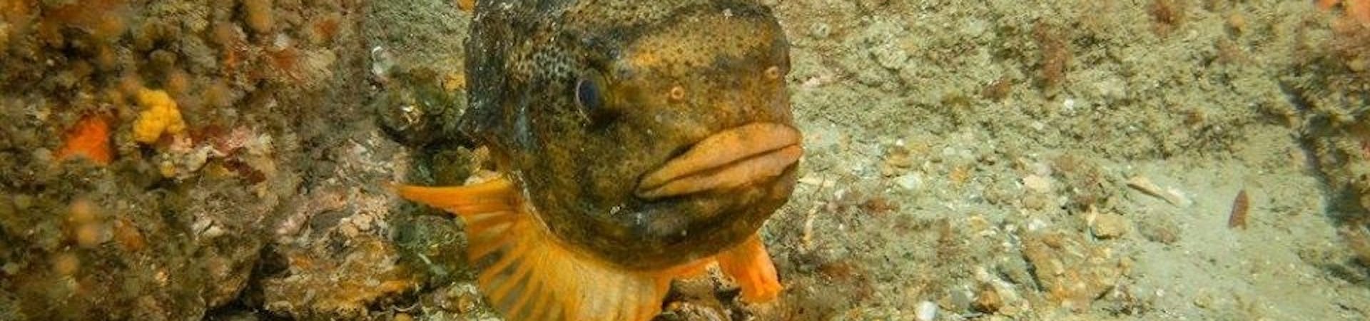 Lumpsucker, courtesy of Cat Briggs