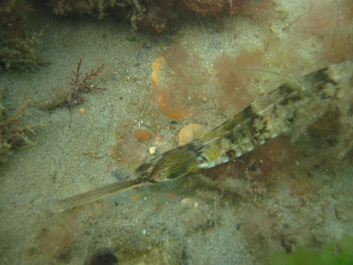 Greater Piperfish photographed on a dive off Selsey, courtesy of Steve Frampton 