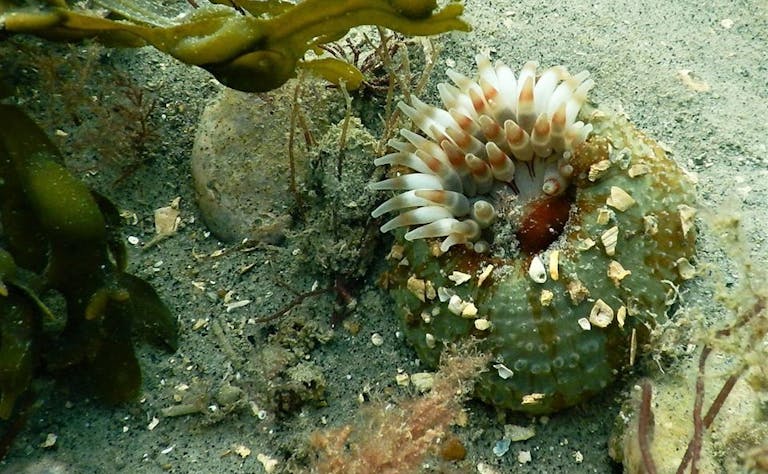 Dahlia Anemone phtotographed on a dive with Mulberry Divers 