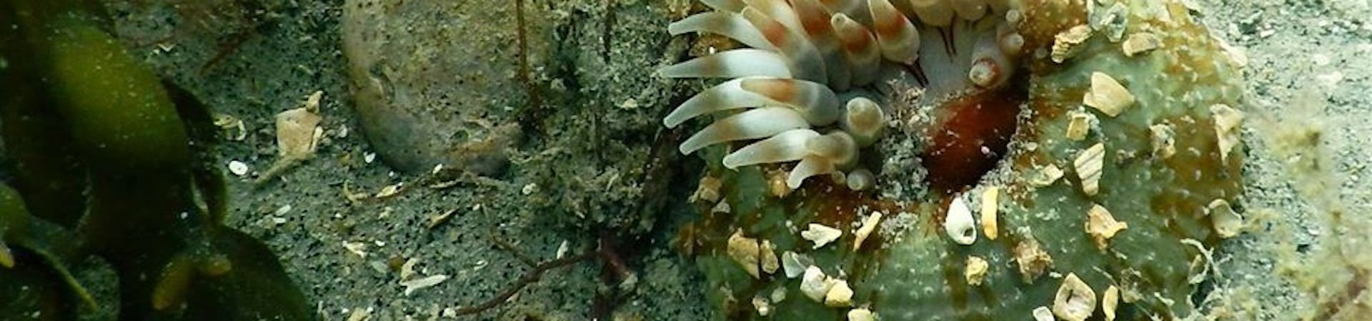 Dahlia Anemone phtotographed on a dive with Mulberry Divers