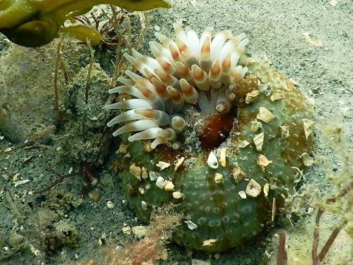 Dahlia Anemone photographed on a dive with Mulberry Divers, Selsey