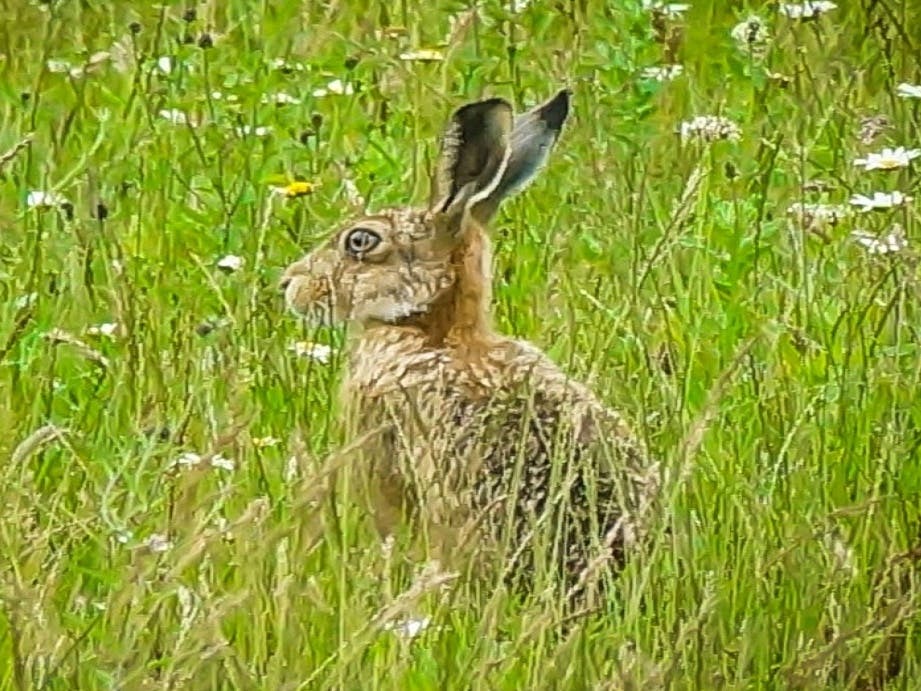 Hare in long grass, ears up