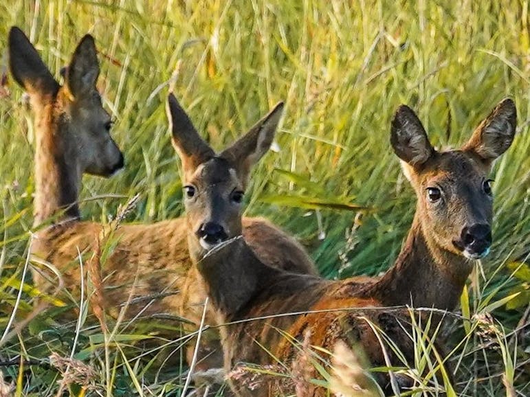 Three deer resting on the Medmerry Reserve. Photo by Coastal JJ Theee deer laying in the long grass at the Medmerry Reserve, Selsey