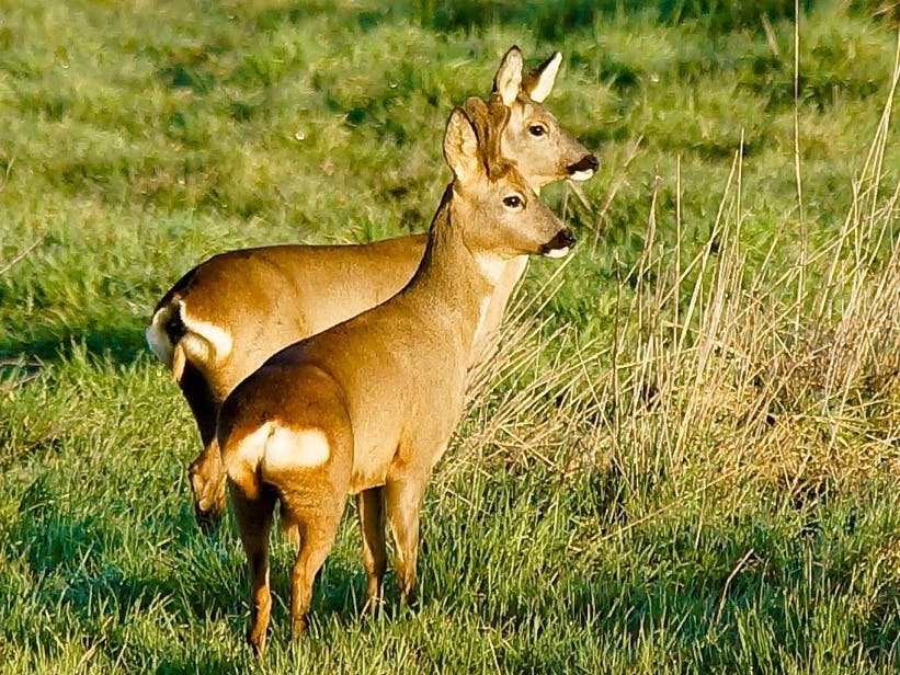 Two Roe Deer in the grasses at Medmerry Nature Reserve