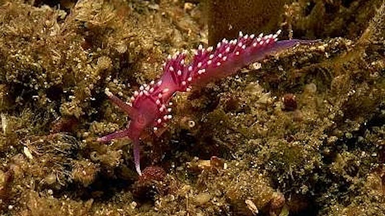 Violet sea slug captured off Selsey by Anya Frampton 