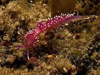 violet coloured sea slug captured on camera whilst diving off Selsey 