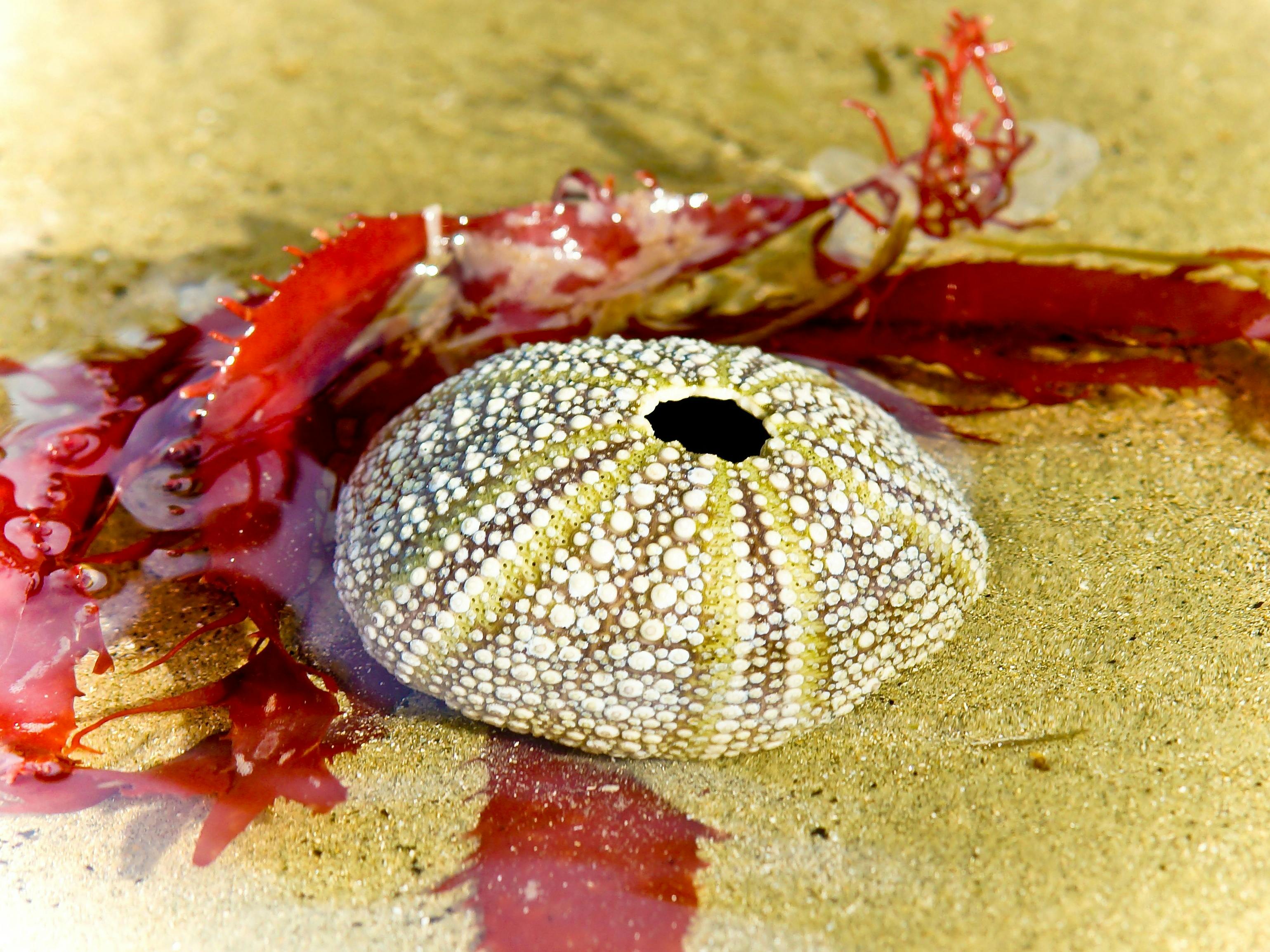 Red weed surrounded a sea urchin shell 