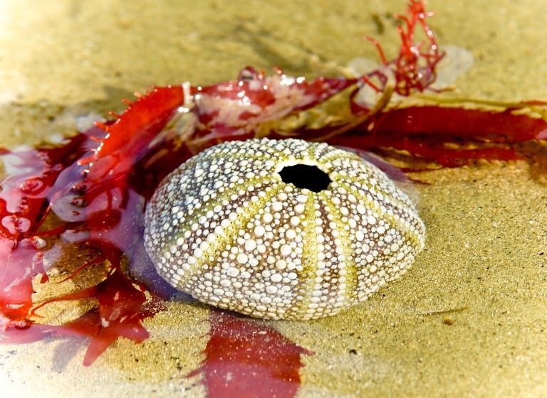 Red Weed Red weed surrounded a sea urchin shell