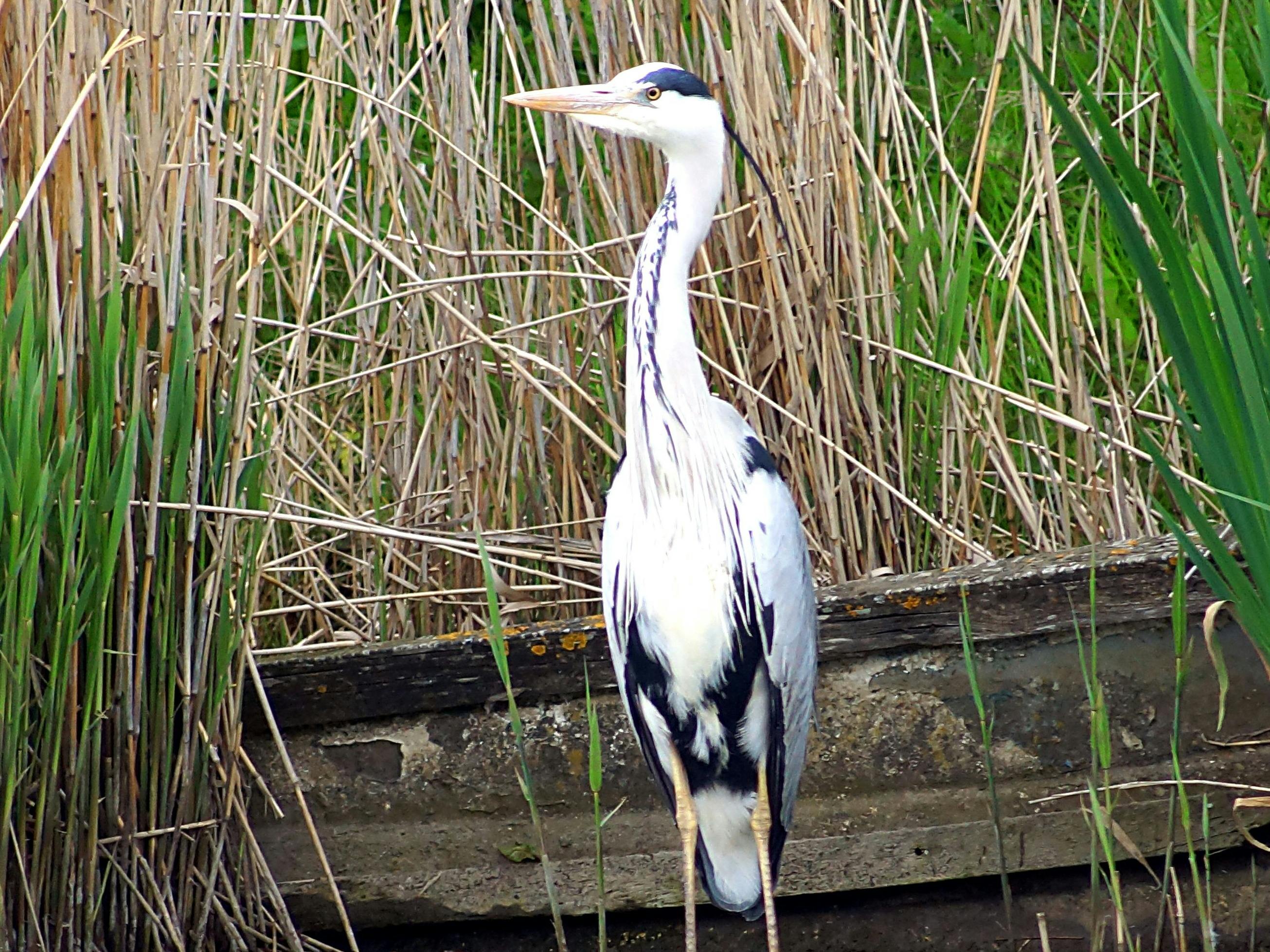 standing heron at East Beach pond