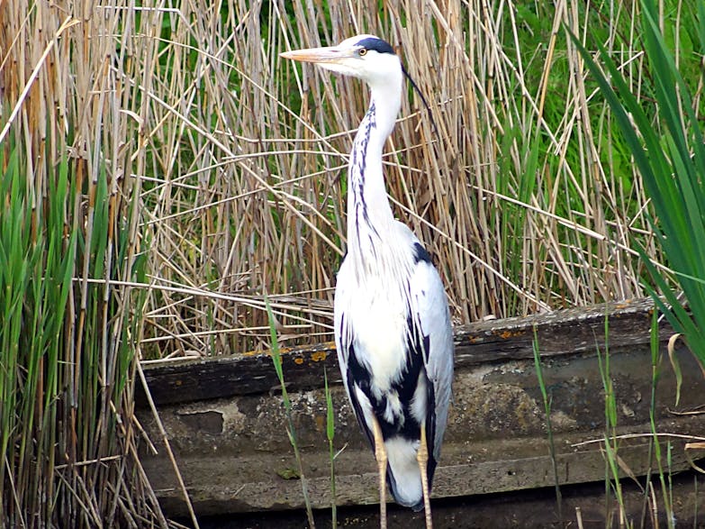 Heron at East Beach Pond. Photograph courtesy of Coastall JJ standing heron at East Beach pond