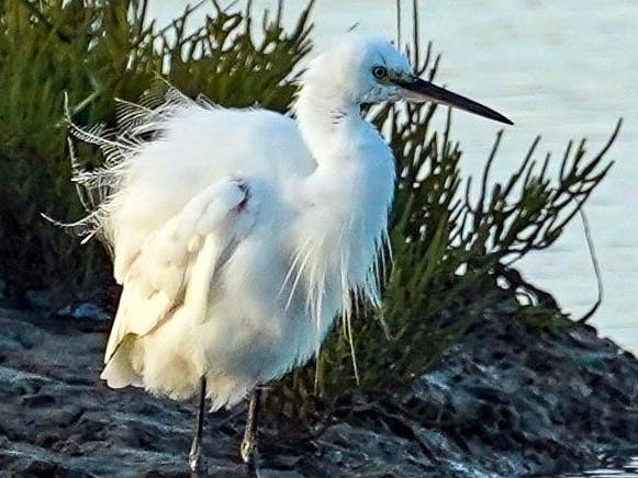 Little egret