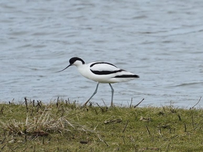 Avocet at Medmerry. courtesy of Coastal JJ. Avocet