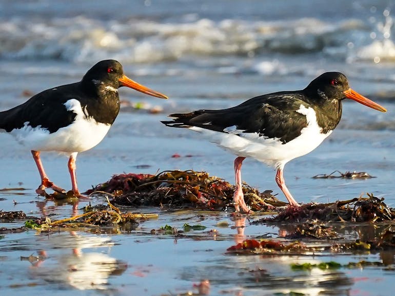Pair of Oystercatchers. Photograph courtesy of Coastal JJ Pair of Oystercatchers
