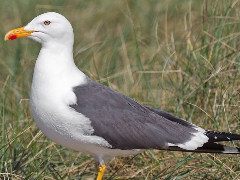Lesser Black Backed Gull Lesser Black Backed Gull