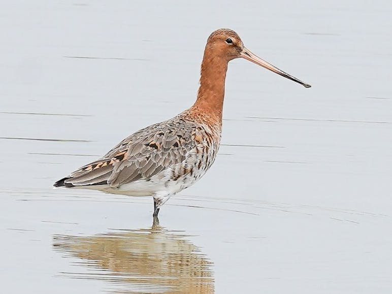 Black tailed godwit in RSPB Pagham harbour. Photograph courtesy of Coastal JJ Black tailed godwit a wading bird with long legs, long neck and long spike like beak . This is taken in summer when its neck plumage is bright orange brown and its wings are grey and dark brown mottled with black on the tip of its tail.