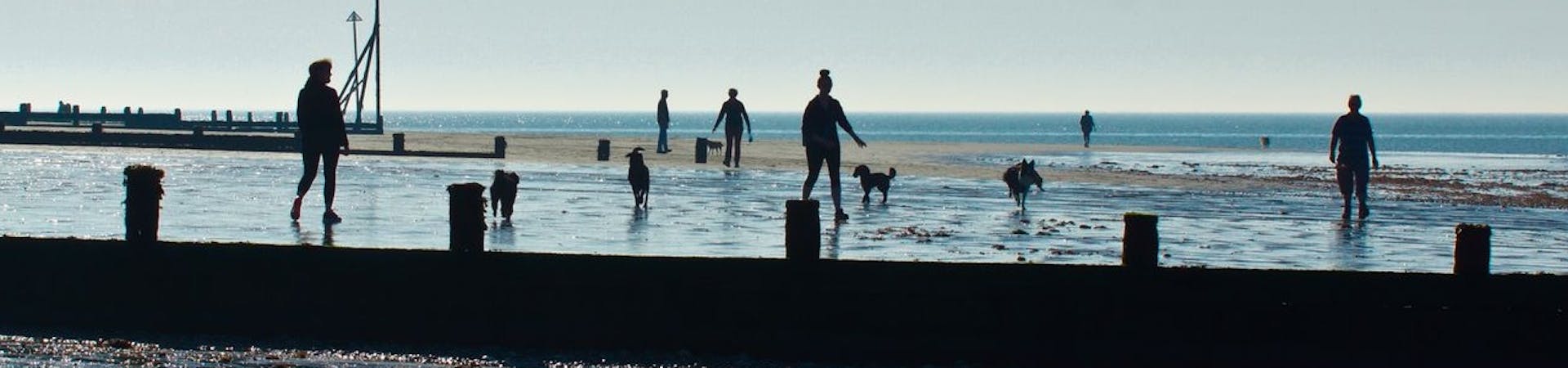 Dogs and Walkers enjoying Marine Beach, courtesy of CoastalJJ