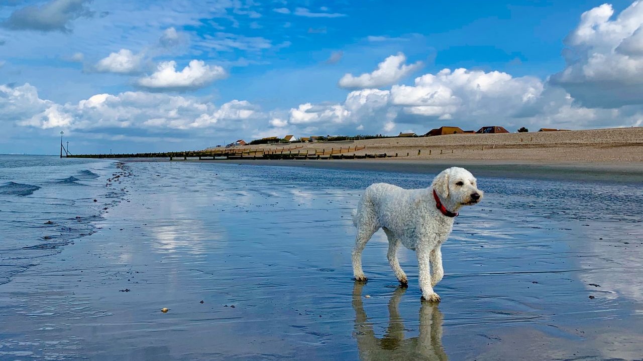 Marine Beach All Year Round Welcomes Dogs, courtesy of CoastalJJ