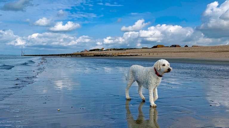 Marine Beach All Year Round Welcomes Dogs, courtesy of CoastalJJ