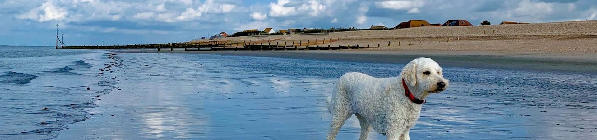 Marine Beach All Year Round Welcomes Dogs, courtesy of CoastalJJ