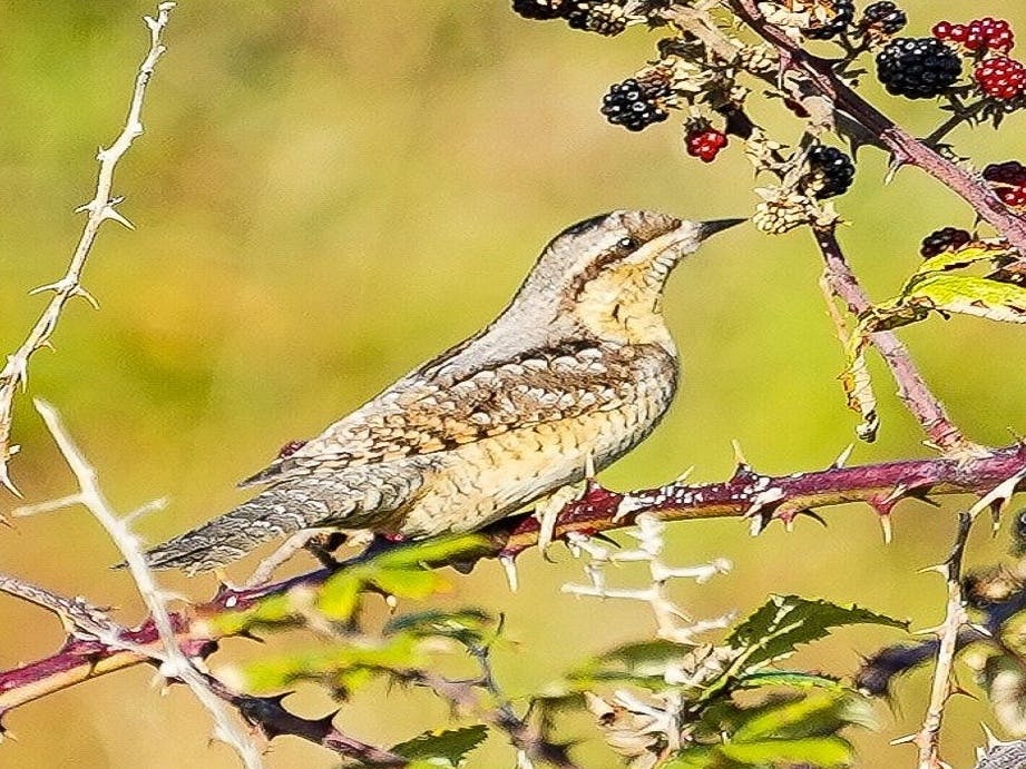 wryneck bird  and  blackberries