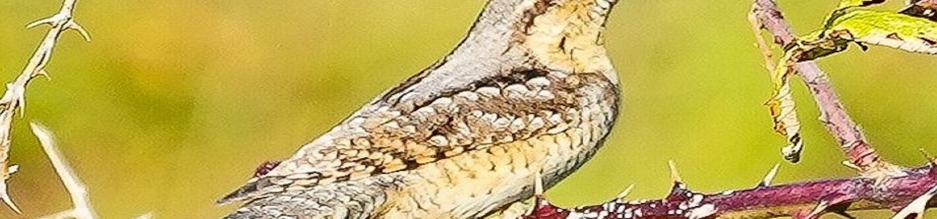 wryneck bird and blackberries