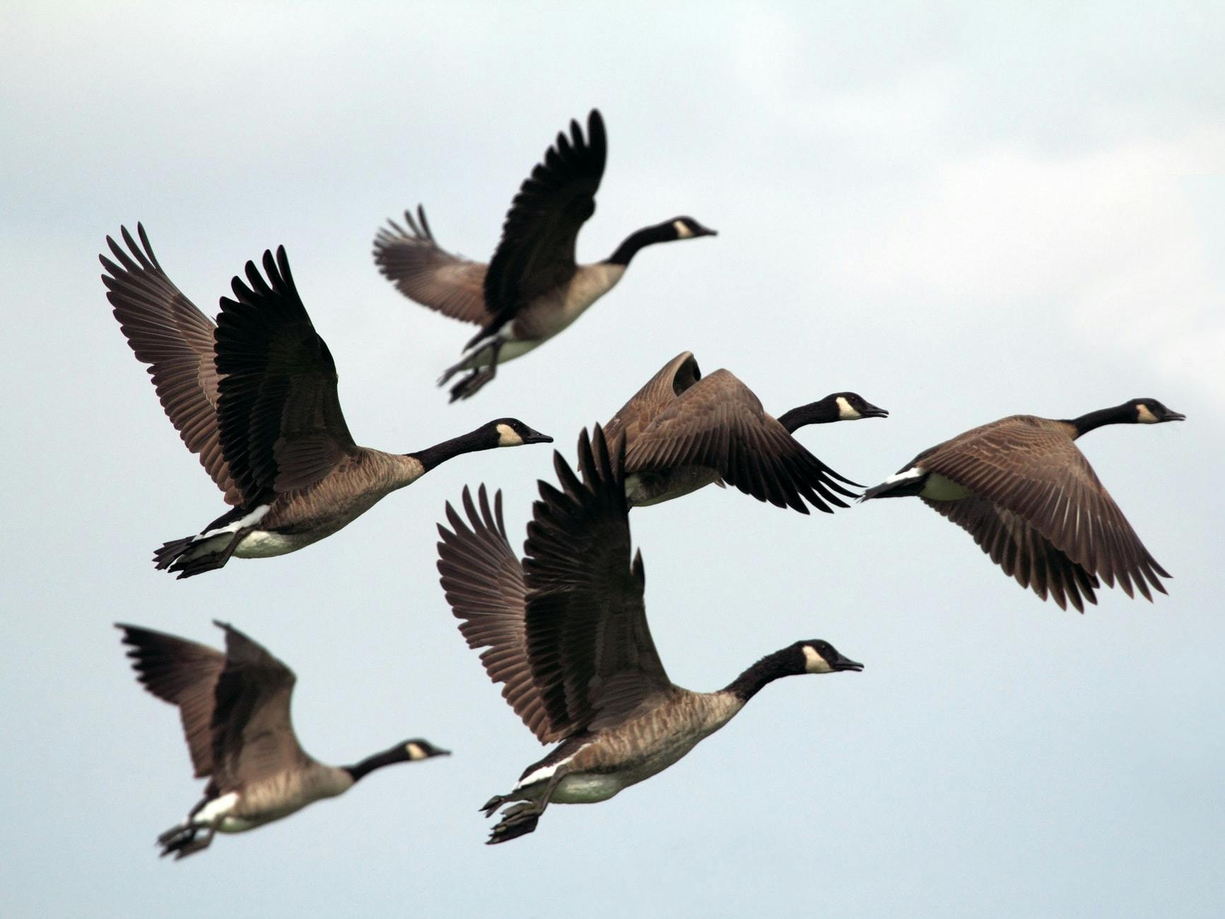 6 Brent Geese in flight